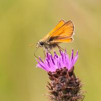 Small Skipper 6 